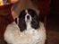 Cavalier king charles spaniel Sofus (død 8 / 6 - 08) - NYYT.. SE MIG