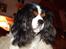 Cavalier king charles spaniel Sofus (død 8 / 6 - 08) - NYYT.. Hva.. Er der en guffer på gulvet?? UUH