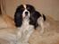 Cavalier king charles spaniel Sofus (død 8 / 6 - 08) - NYYT.. Smukke dreng..! altid så fotogen.. :D