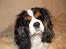 Cavalier king charles spaniel Sofus (død 8 / 6 - 08) - NYYT.. se de øjne...