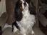 Cavalier king charles spaniel Sofus (død 8 / 6 - 08)
