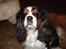 Cavalier king charles spaniel Sofus (død 8 / 6 - 08)