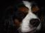 Cavalier king charles spaniel Sofus (død 8 / 6 - 08)