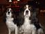 Cavalier king charles spaniel Sofus (død 8 / 6 - 08)