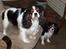 Cavalier king charles spaniel Sofus (død 8 / 6 - 08)