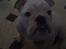 Engelsk bulldog Nala R.i.p D 22/7-2017 - Nala i køkkenet
