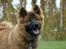 Eurasier Spike - 6 måneder :o)