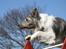 Border collie Zacho