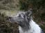 Border collie Zacho - Zacho våd, efter en tur i bølgen blå :-)