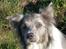 Border collie Zacho - ´Hallo, hvad skal vi nu?´