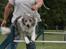 Border collie Zacho - Klubmesterskabet 08