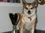 Norsk lundehund Stella (22.4.1997- 3.1.2012) - 4.12.07 Stella klar til at aflevere den vandrepokal hun vandt i 2006 : Årets Senior i Racen