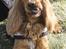 Cocker spaniel Dumle R.I.P - Dumle-drengen - taget af Frank foto.vufferne.dk