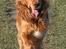 Cocker spaniel Dumle R.I.P - Taget af Frank Bødker - foto.vufferne.dk