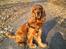 Cocker spaniel Dumle R.I.P