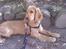 Cocker spaniel Dumle R.I.P