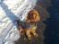 Cocker spaniel Dumle R.I.P - Smukke hunden på tur i sneen