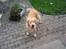 Golden retriever Django<'3 R.I.P  - Django blikkede lige til mig før han gik hen og skubbede Simba ud af hans kurv :)