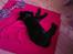 Labrador retriever Bella R.I.P :(