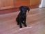 Labrador retriever Bella R.I.P :(
