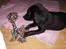 Labrador retriever Bella R.I.P :(