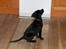 Labrador retriever Bella R.I.P :(