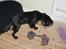 Labrador retriever Bella R.I.P :(