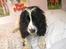 Cocker spaniel Fie - Er det der mus der danser tango?