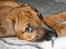 Rhodesian ridgeback Monomotabas Ruby Cabernet - Goddav, Goddav mit navn er Ruby, Hvad er dit ?