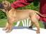 Rhodesian ridgeback Monomotabas Ruby Cabernet - dette billede blev taget i sverige af Nicklas og Lotta Sandberg rubys avlere