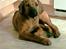 Rhodesian ridgeback Monomotabas Ruby Cabernet - "lille mig :)"
