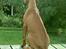 Rhodesian ridgeback Monomotabas Ruby Cabernet - Her ses Rubys Rigde :)