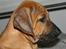 Rhodesian ridgeback Monomotabas Ruby Cabernet - "Er jeg rynket ?"