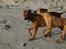 Rhodesian ridgeback Monomotabas Ruby Cabernet - jubiiiiii :D