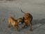 Rhodesian ridgeback Monomotabas Ruby Cabernet - " Skal vi lege ? "