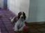 Welsh springer spaniel dundee
