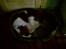 Welsh springer spaniel dundee