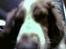 Welsh springer spaniel dundee