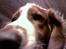 Welsh springer spaniel dundee