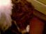 Welsh springer spaniel dundee