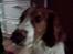 Welsh springer spaniel dundee