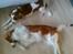 Welsh springer spaniel dundee