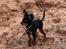 Russisk toy terrier Jaroslavna Mazasis Elfas