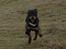 Russisk toy terrier Jaroslavna Mazasis Elfas - fuld fart