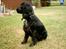Cocker spaniel Bonnie (død 4 maj 2008)  - Bonnie i sommer da hun havde været til trimmer..