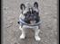 Fransk bulldog Kato *RIP* - Vores dejlige Kato