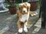 Nova scotia duck tolling retriever Løvmosen´s Red Percy - sådan ser jeg ud nu hvor jeg er blevet 1 år.