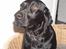 Labrador retriever Tilde