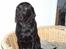 Labrador retriever Tilde