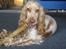Cocker spaniel Freja r.i.p 20.1.19 - Jeg hedder Freja :o) > Freja i sommerhus i Vejlby Klit i Juli måned 